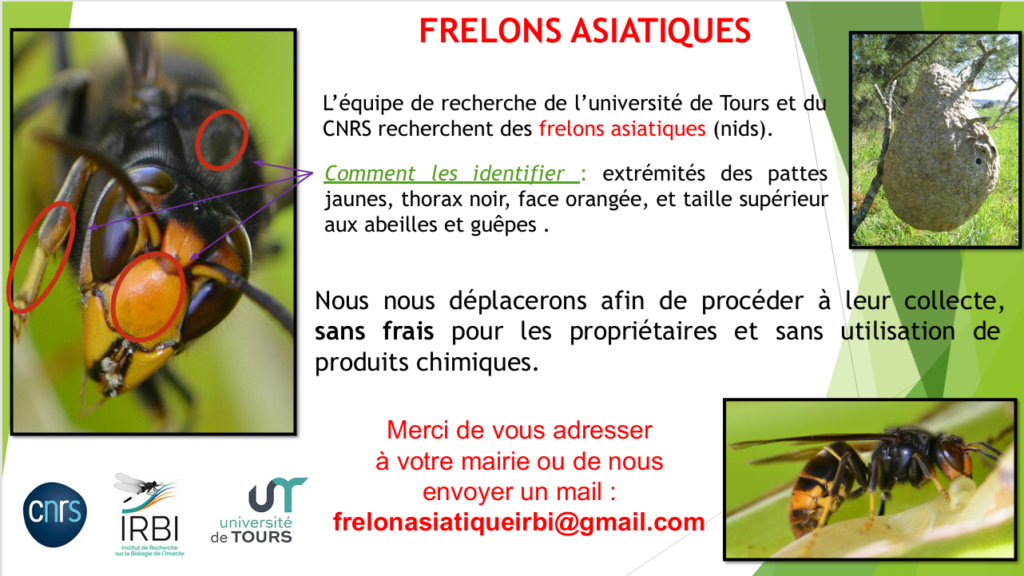 frelons